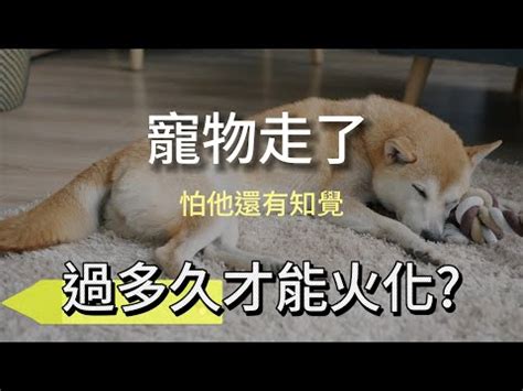 動物死後